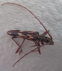 Coptocercus rubripes