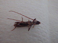 Coptocercus rubripes