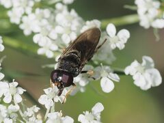 Cheilosia