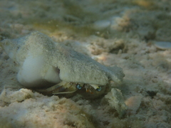 Dardanus scutellatus