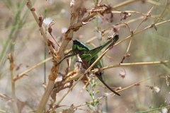Eupholidoptera schmidti
