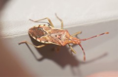Gonocerus juniperi