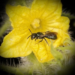 Ceratina calcarata