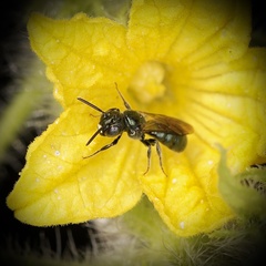 Ceratina calcarata