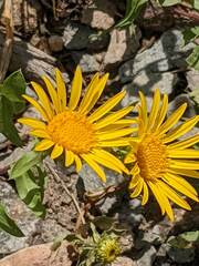 Grindelia subalpina
