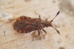 Strobilotoma typhaecornis