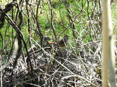 Synallaxis frontalis