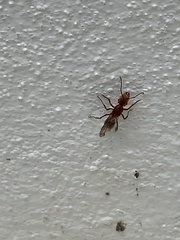 Ectatomma tuberculatum