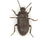 Blapstinus fortis - Photo (c) Mike Quinn, Austin, TX, some rights reserved (CC BY-NC), uploaded by Mike Quinn, Austin, TX