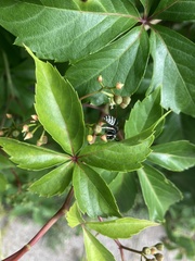 Vespula consobrina