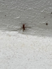 Ectatomma tuberculatum