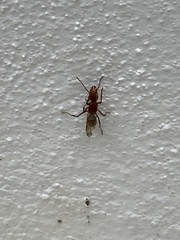 Ectatomma tuberculatum