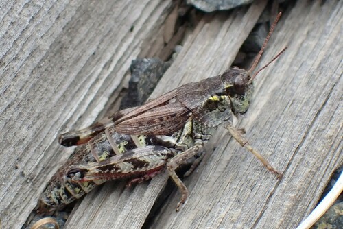 High Mountain Grasshopper