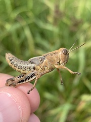Melanoplus differentialis
