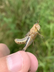 Melanoplus differentialis