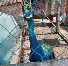 Pavo cristatus × muticus