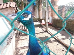 Pavo cristatus × muticus