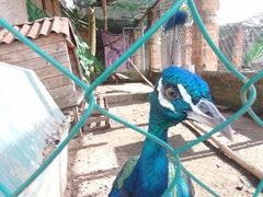 Pavo cristatus × muticus