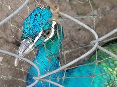 Pavo cristatus × muticus