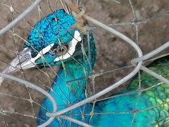 Pavo cristatus × muticus