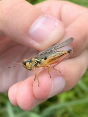 Melanoplus femurrubrum