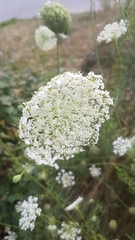 Daucus carota