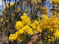 Acacia adunca