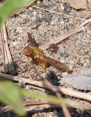 Chrysanthrax edititius