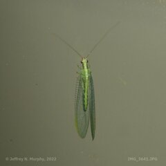 Chrysopa coloradensis