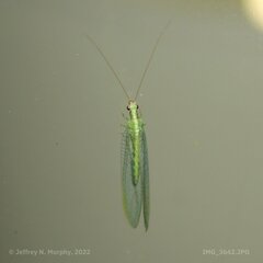 Chrysopa coloradensis