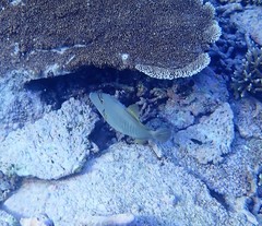 Cantherhines dumerilii