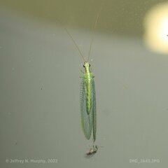 Chrysopa coloradensis