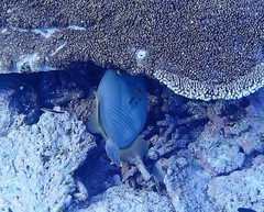 Cantherhines dumerilii