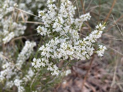 Agiortia pleiosperma