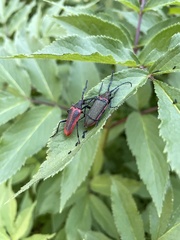 Desmocerus aureipennis