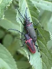 Desmocerus aureipennis