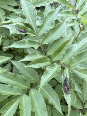 Desmocerus aureipennis