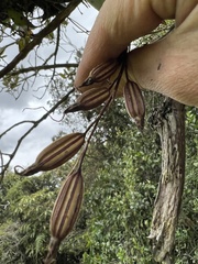 Pleurothallis phalangifera