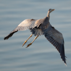 Ardea purpurea manilensis