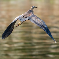 Ardea purpurea manilensis