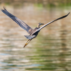Ardea purpurea manilensis