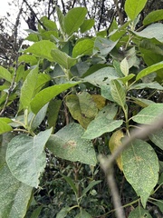 Verbesina crassiramea