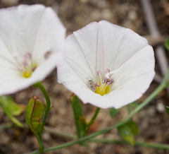 Acanthoscelides pallidipennis
