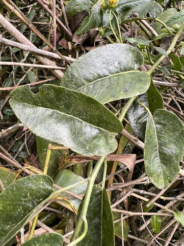 Dendrophorbium americanum, photograph 2