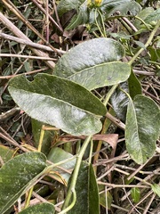 Dendrophorbium americanum, photograph (c) Nicolás Baresch Uribe, some rights reserved (CC BY)
