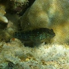 Asterropteryx semipunctata