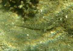Goldman's Goby photo 4