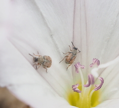 Acanthoscelides pallidipennis