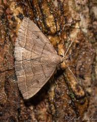 Zanclognatha obscuripennis