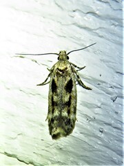 Caryocolum fischerella